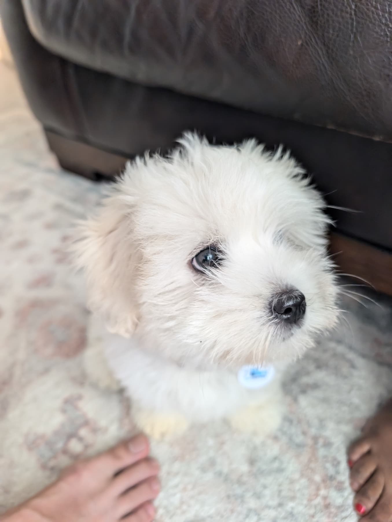 Coco Puff looking up at the camera with her sweet puppy eyes