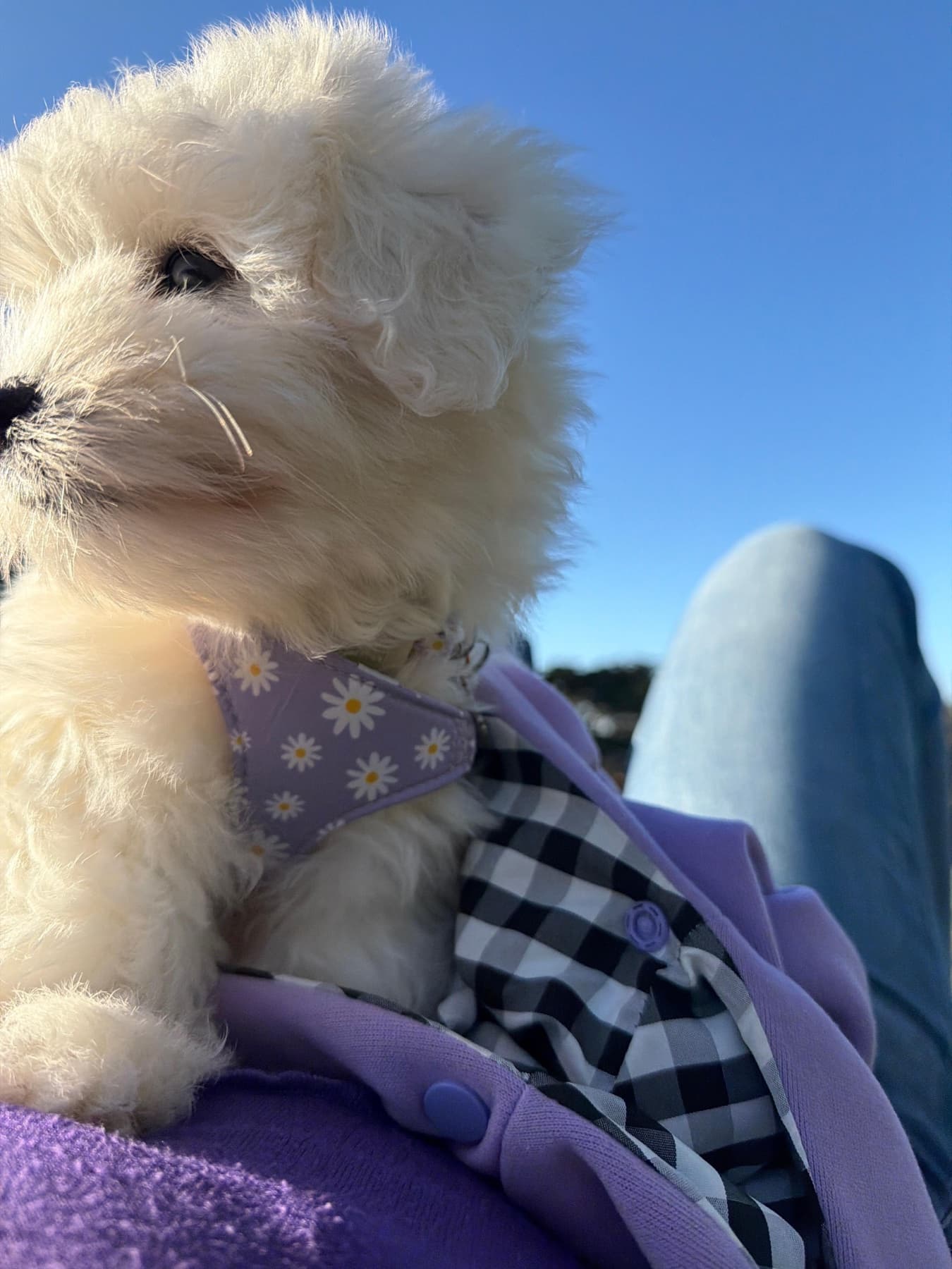 Coco Puff wearing her lavender daisy harness under a bright blue sky